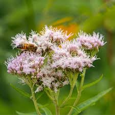 Attēlu rezultāti vaicājumam “Eupatorium cannabinum flower”
