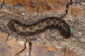 Attēlu rezultāti vaicājumam “Orthosia munda”