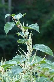 Attēlu rezultāti vaicājumam “Reynoutria japonica”