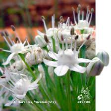 Attēlu rezultāti vaicājumam “Allium cepa”