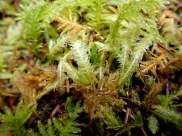 Attēlu rezultāti vaicājumam “Plagiothecium undulatum”