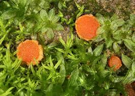 Attēlu rezultāti vaicājumam “Octosporella jungermanniarum”