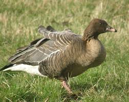 Attēlu rezultāti vaicājumam “Anser brachyrhynchus adult”