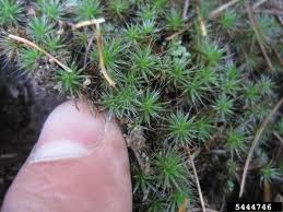 Attēlu rezultāti vaicājumam “Polytrichum piliferum”