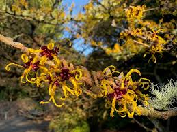 Attēlu rezultāti vaicājumam “Hamamelis japonica bud”