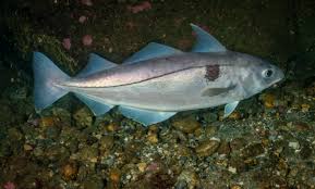 Image result for Melanogrammus aeglefinus