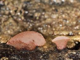 Attēlu rezultāti vaicājumam “Ombrophila violacea”