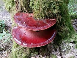 Attēlu rezultāti vaicājumam “Fistulina hepatica”