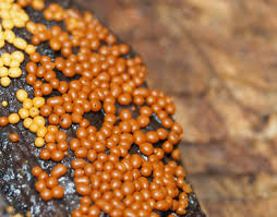 Attēlu rezultāti vaicājumam “Oligonema affine”