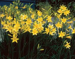 Attēlu rezultāti vaicājumam “Hemerocallis lilioasphodelus”