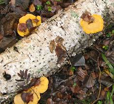 Attēlu rezultāti vaicājumam “Lentinus suavissimus”