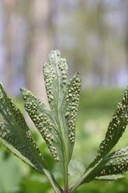 Attēlu rezultāti vaicājumam “Tranzschelia pruni-spinosae spores”