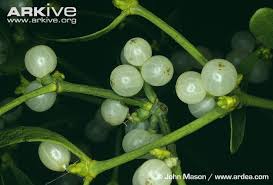 Attēlu rezultāti vaicājumam “Viscum album fruit”