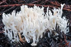 Attēlu rezultāti vaicājumam “Ramariopsis kunzei”