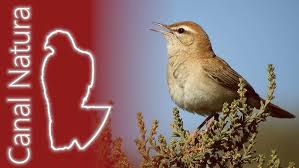 Image result for Cercotrichas galactotes