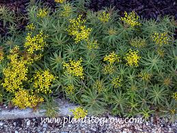 Attēlu rezultāti vaicājumam “Didymium xanthopus stalked”