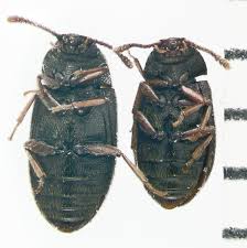 Attēlu rezultāti vaicājumam “Tetratomidae”