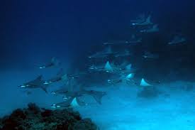 Image result for Mobula thurstoni