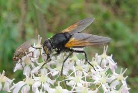 Attēlu rezultāti vaicājumam “Mesembrina meridiana”
