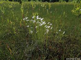 Attēlu rezultāti vaicājumam “Trichophorum alpinum fruit”