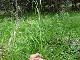 Attēlu rezultāti vaicājumam “Carex atherodes”