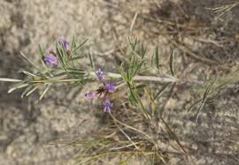 Attēlu rezultāti vaicājumam “Astragalus arenarius fruit”