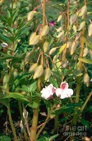 Image result for Impatiens balsamina