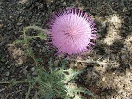 Attēlu rezultāti vaicājumam “Cirsium x rigens flower”