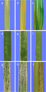 Attēlu rezultāti vaicājumam “Puccinia agrostidis”