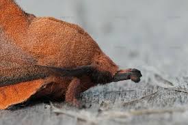 Attēlu rezultāti vaicājumam “Eurygaster testudinaria imago”