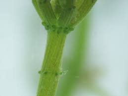 Attēlu rezultāti vaicājumam “Chara contraria”