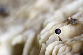 Attēlu rezultāti vaicājumam “Physarum luteolum young”