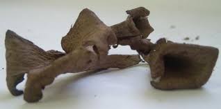 Attēlu rezultāti vaicājumam “Cratarellus cornucopioides”