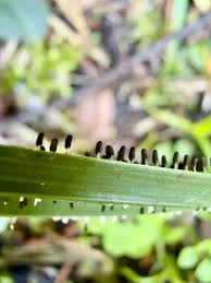 Attēlu rezultāti vaicājumam “Lamproderma violaceum spores”