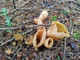 Attēlu rezultāti vaicājumam “Otidea onotica”