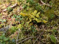 Attēlu rezultāti vaicājumam “Badhamia lilacina”