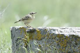 Image result for Anthus campestris