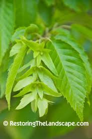 Attēlu rezultāti vaicājumam “Carpinus caroliniana female flower”