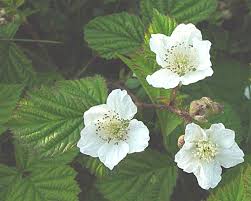 Attēlu rezultāti vaicājumam “Rubus caesius flower”