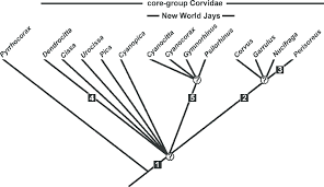 Attēlu rezultāti vaicājumam “Corvidae”