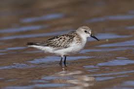 Attēlu rezultāti vaicājumam “Calidris minuta”