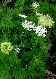 Attēlu rezultāti vaicājumam “Daucus carota subsp. carota leaf”