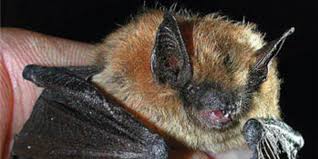 Attēlu rezultāti vaicājumam “Badhamia bethelii”