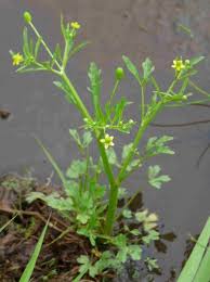 Attēlu rezultāti vaicājumam “Ranunculus sceleratus leaf”