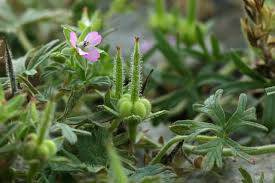 Attēlu rezultāti vaicājumam “Geranium bohemicum fruit”