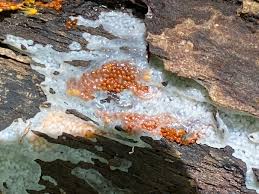 Attēlu rezultāti vaicājumam “Trechispora mollusca”