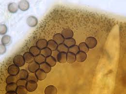 Attēlu rezultāti vaicājumam “Licea minima”
