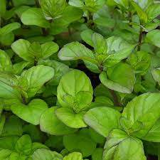 Image result for Mentha piperita