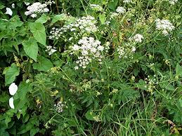 Attēlu rezultāti vaicājumam “Pimpinella major leaf”