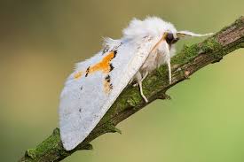 Attēlu rezultāti vaicājumam “Leucodonta bicoloria imago”